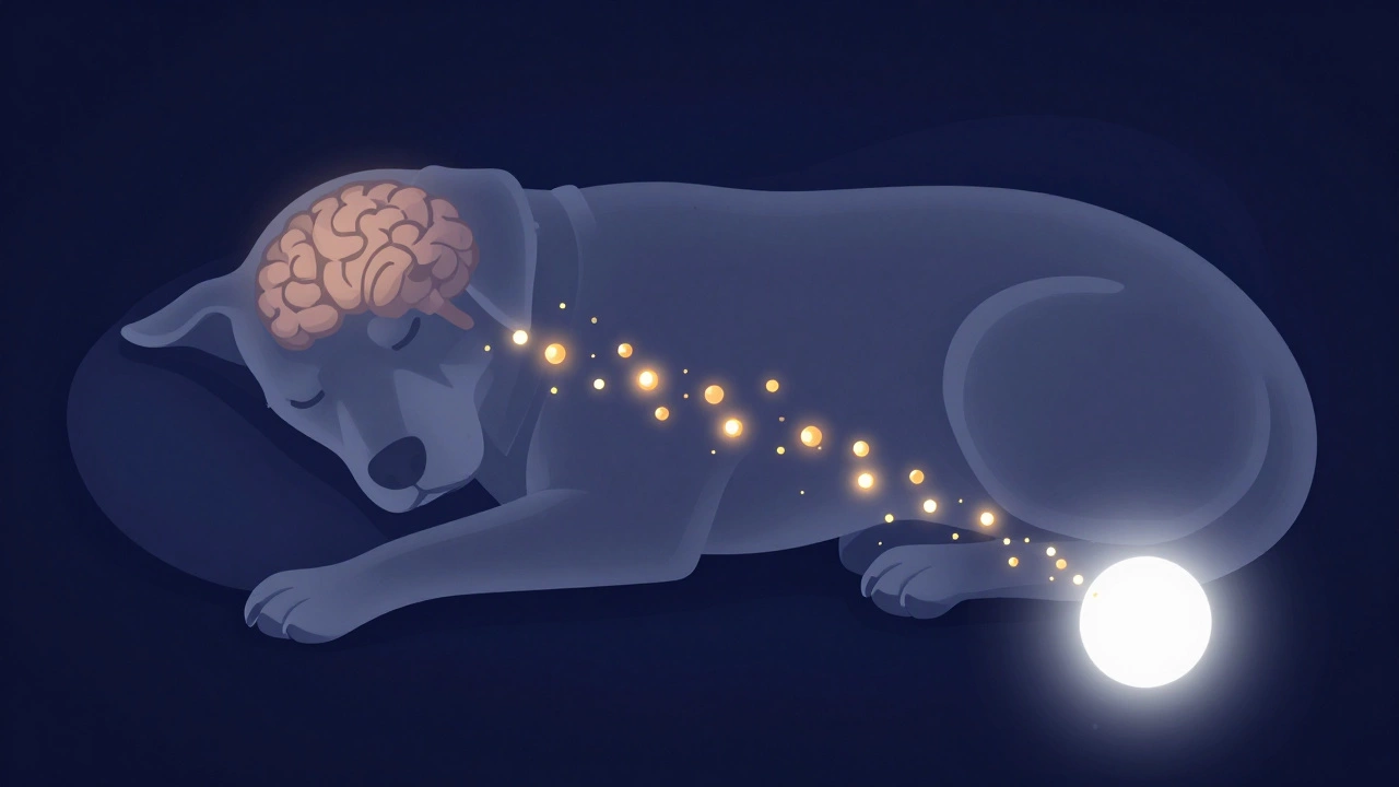 Illustration showing melatonin production in a dog during darkness